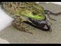 Frog-eats-chipmunk