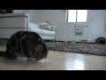 綿棒とねこ。-Cotton swab and Maru.-