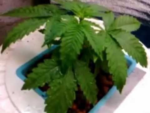 how to grow mk ultra