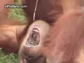 thirsty monky thirsty monky