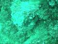 Diving Moreton Isl And North Queensland Australia