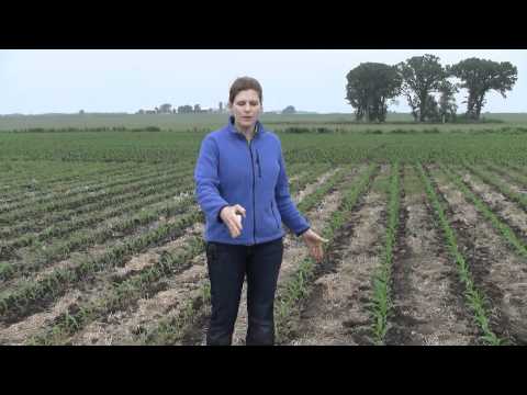 how to control cutworms