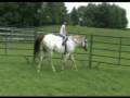 Appaloosa Horse for Sale