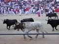 sanfermin sanfermin