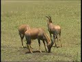 טיול לטנזניה שמורת הסרנגטי ומכתש נגורונגורו , צילום אייל ברטוב , 9 ימי ספארי בטנזניה מזרח אפריקה , חיות הבר נופי גן עדן קדומים , שבטים מרתקים. אקו טיולי שטח http://www.eco.co.il  eyal bartov eyal photography