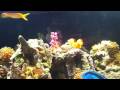 72 gallon Bow Front Reef Aquarium Updated