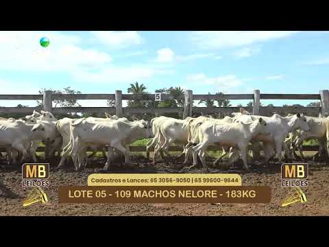 546� LEIL�O VIRTUAL MB LEIL�ES