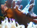 my coral reef tank my coral reef tank