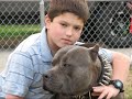 Thebullyhouse.com Huge Bully Pitbull