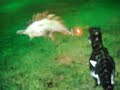 Trex vs stego