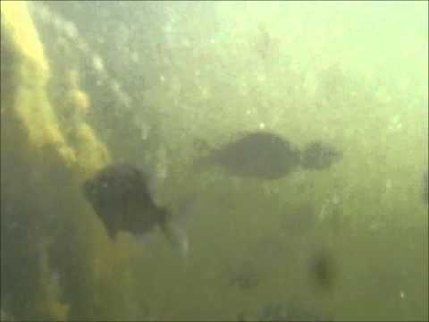 how to fertilize pond