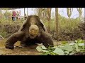 Equator: Galapagos Tortoise - Lonesome George\