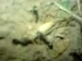 katil kar?ncalar ( murderer ants)