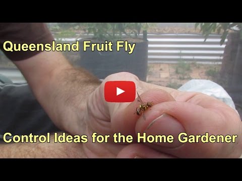 how to grow tomatoes in qld