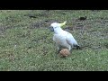 Australian wildlife: Sulphur-crested cockatoo