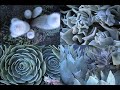 a three minute silent video on giving a view of west hollywood that most people miss cause they are not not looking close enough. please watch in high quality mode.