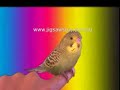 Bird Talking - Teaching Your Bird To Talk In 12 Weeks. Bird