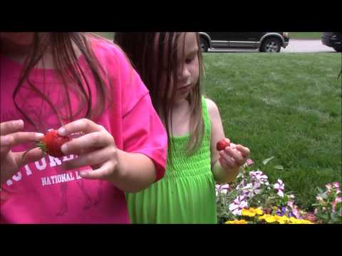 how to transplant hydroponics