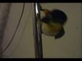 videos de Game with the shovel