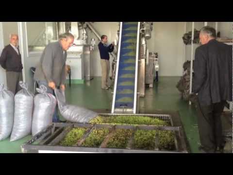 olive oil - My brother and I visited an olive oil press in the small town of Xavari, my father's hometown here in western Peloponnesos. The Maritsas family gave us a tou...
