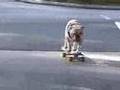 perro en patineta