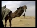ابل بعير ناقه ناقة فحل مجاهيم وضح قصايد قصيده قلطات قلطه شعر اشعارالهاجري القحطاني العتيبي السبيعي اليامي العجمي المري الحربي الدوسري