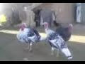 See Video