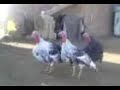 See Video