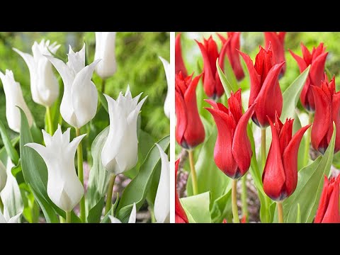 how to replant dead tulips