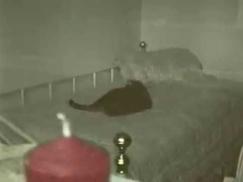 Annie Cat - Tail Chasing - 1994