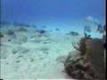 Playa Del Carmen Scuba Diving