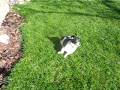 Dog tricks:fetch
