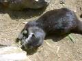 Otter Playing Catch with Himself
