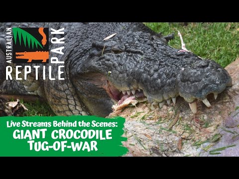 LIVE: GIANT CROCODILE TUG-OF-WAR | AUSTRALIAN REPTILE PARK