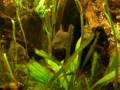 piranhas piranhas