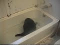 Rub-A-Dub-Dub, Coons in the tub! Rub-A-Dub-Dub, Coons in the tub!