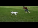 roxy the boxer 4