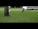 roxy the boxer 4