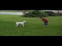 roxy the boxer 4