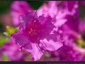 Nature photos slideshow with music