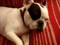 Bouledogue français qui ronfle!