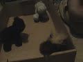 Stranded In A Bathtub webkinz style