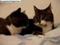 Random-YouTube-Video