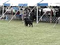 How not to stack (bernese mountain dog in conformation)