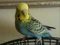 Erwin, the Talking Budgie Speaks Up! Aussie Budgerigar.