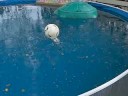 Boll i vattnet