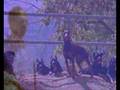 videos de Snoop Dogg - Who I Am ? (What's My Name)