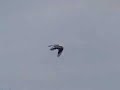 Hawk and falcon show