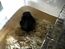 My hamster My hamster