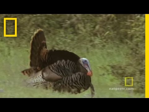 Turkeys Gone Wild